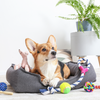 Pet Accessories